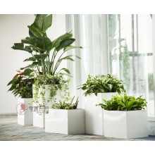 專注室內(nèi)綠植服務(wù)8年，綠植租賃，免費(fèi)養(yǎng)護(hù)，一站式商務(wù)空間